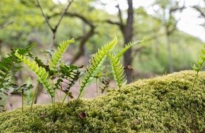 Read more about the article England’s largest temperate rainforest a National Nature Reserve