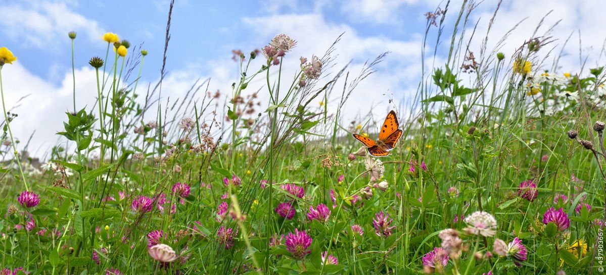 Read more about the article Healthy nature as an important economic factor