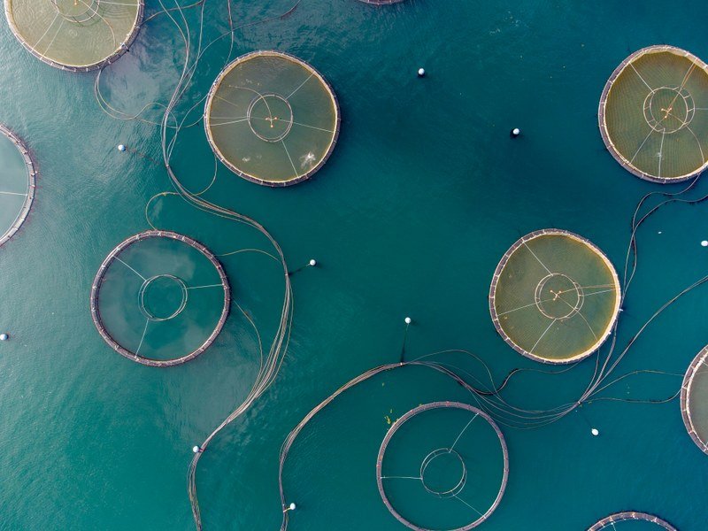 Read more about the article Reducing use and improved monitoring can help tackle antimicrobial pollution from livestock, fish farming
